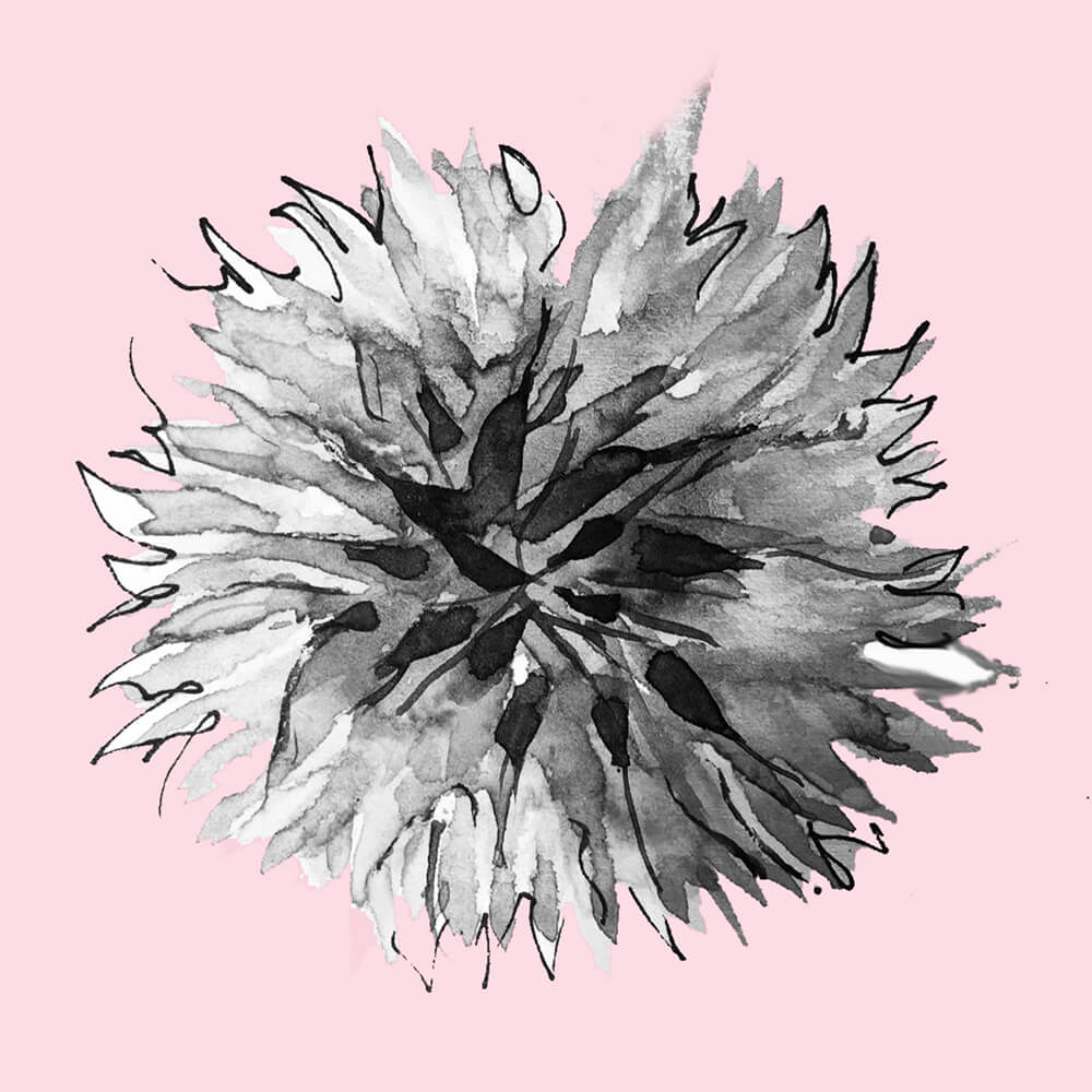 Chrysanthemum pink