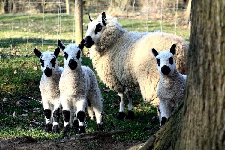 Kerry Hill Sheep
