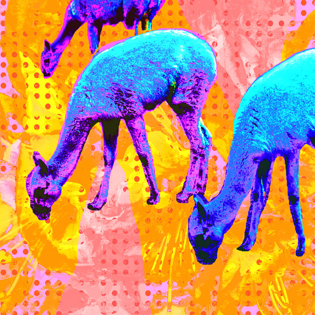 Abstract Animals; grazing llamas