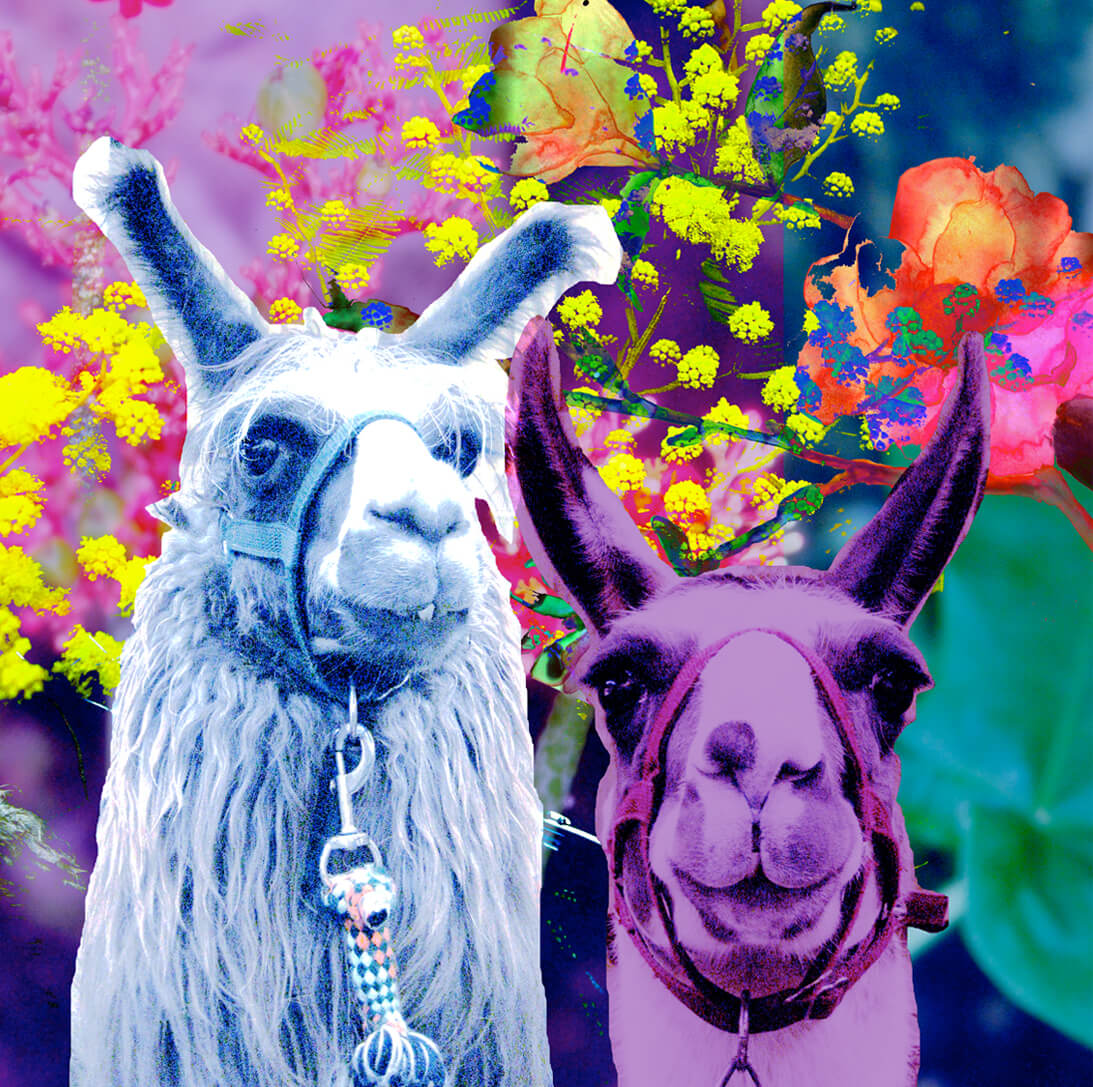 Abstract Animals; llamas