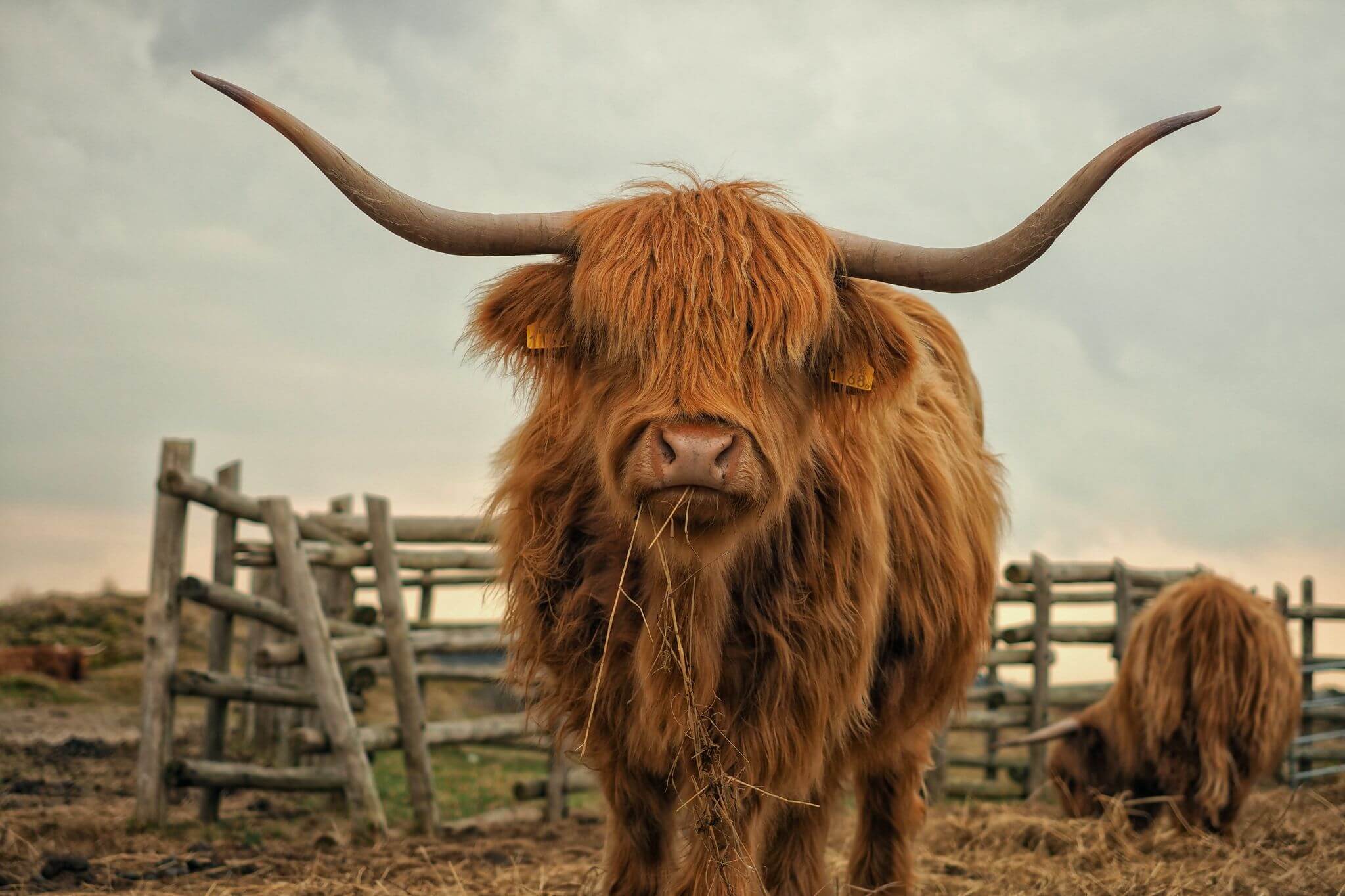 ‘Highland Cow’ Painting workshop @ Yorkshire Ale