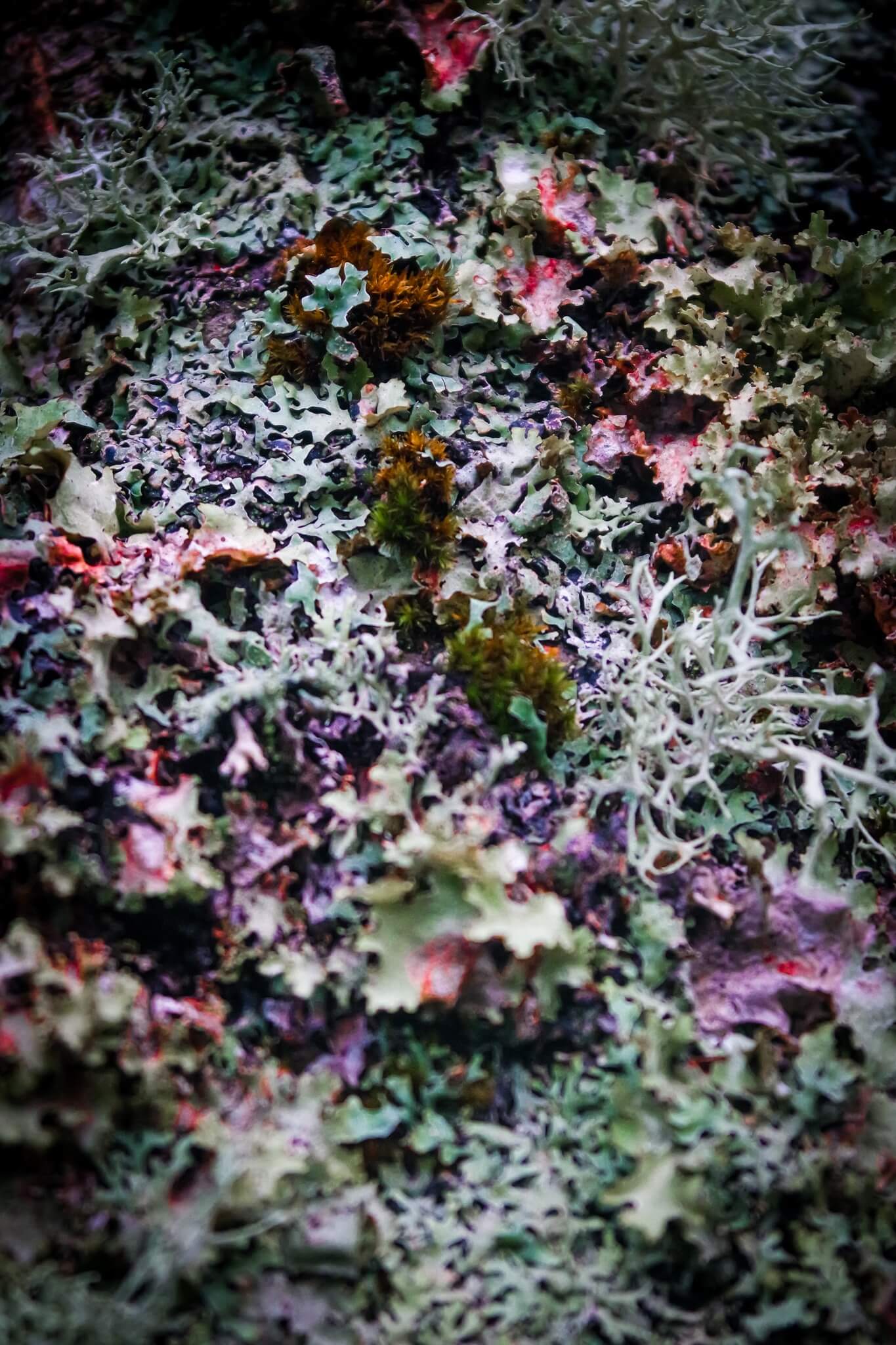 Colourful lichen