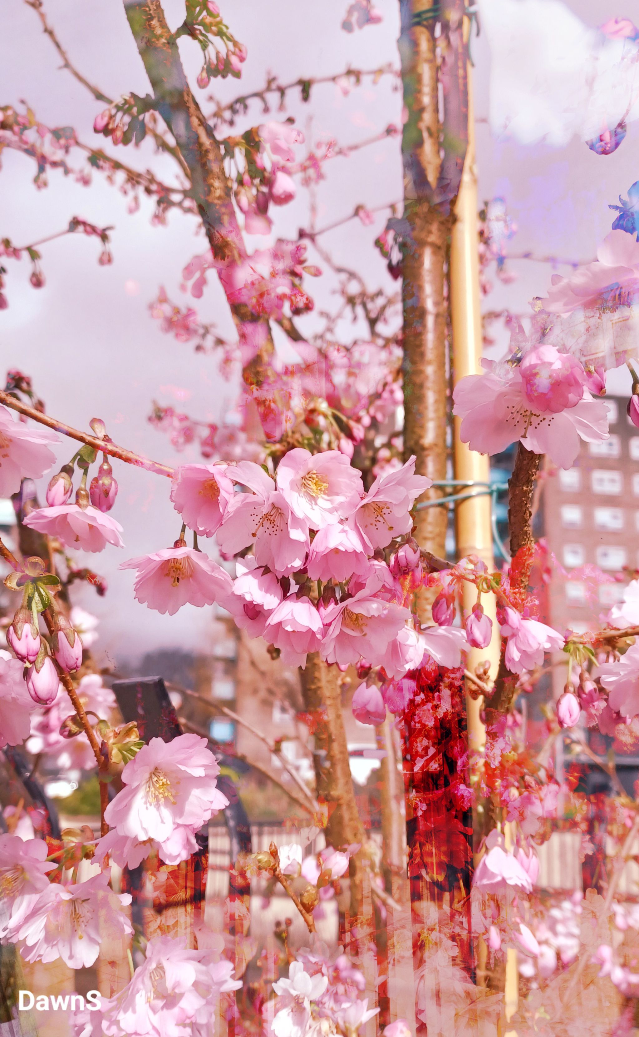 Blossoms in the Vicinity