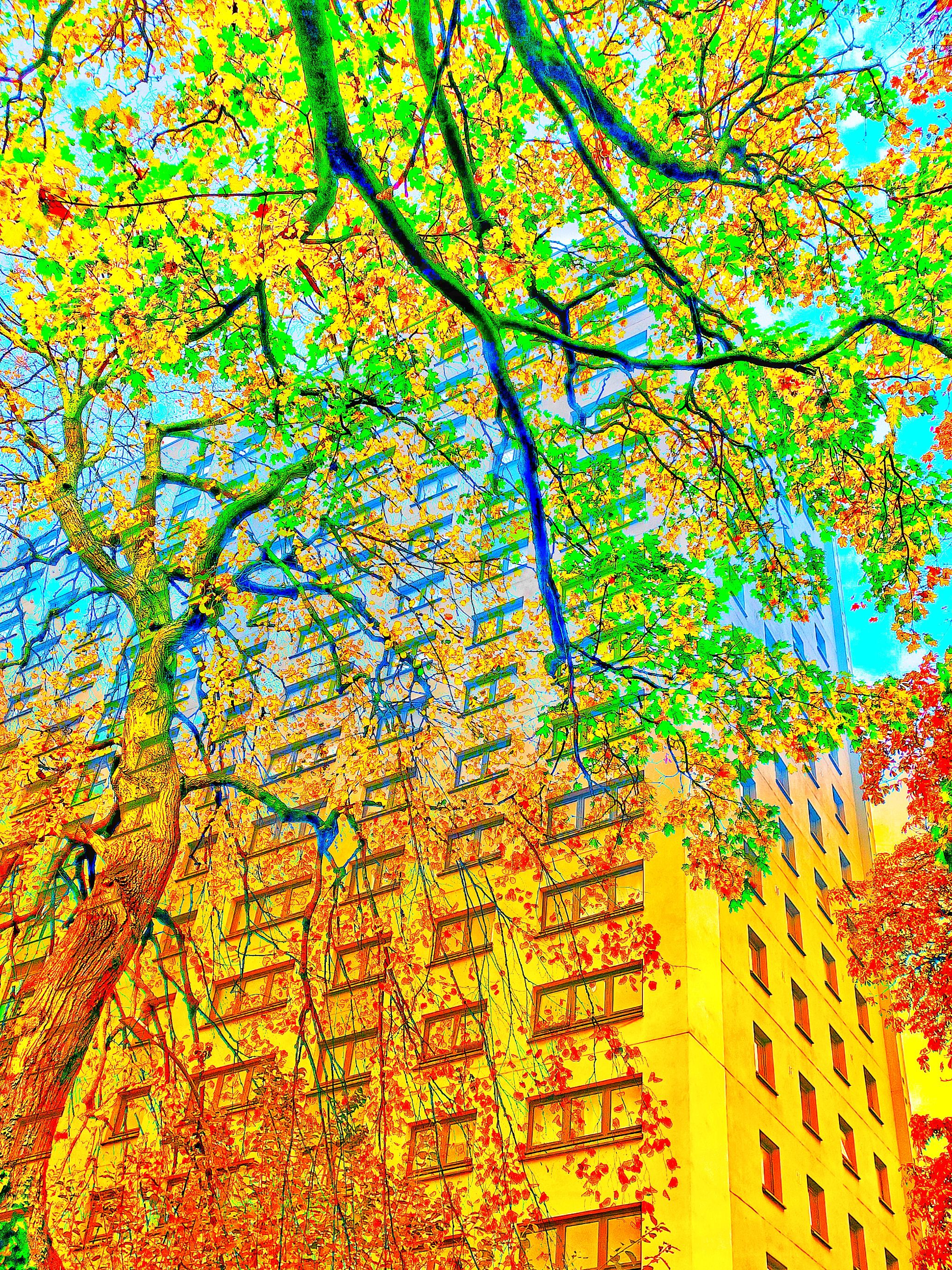 Autumn in Salford II