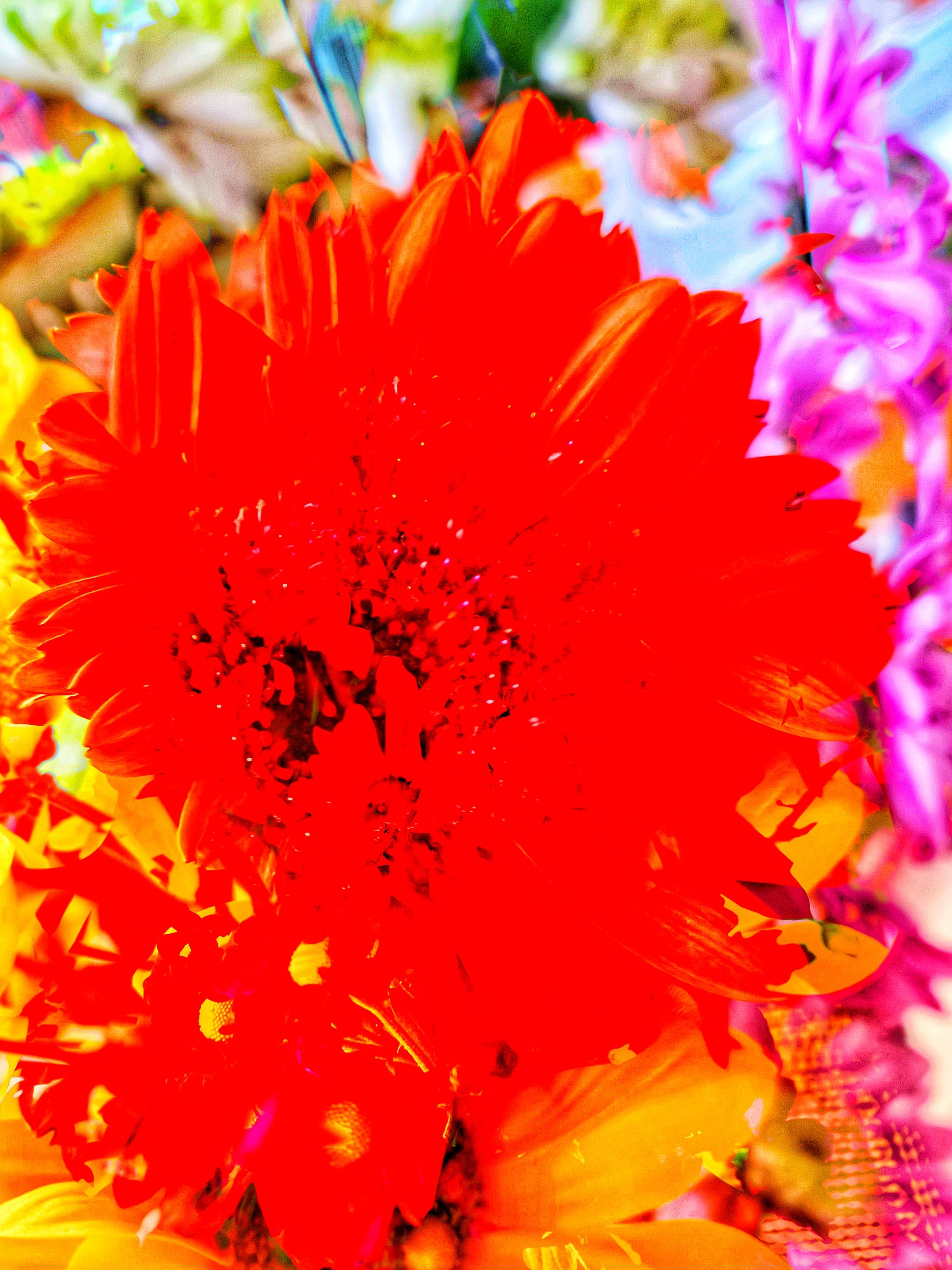 Flowers seen Christmas Day