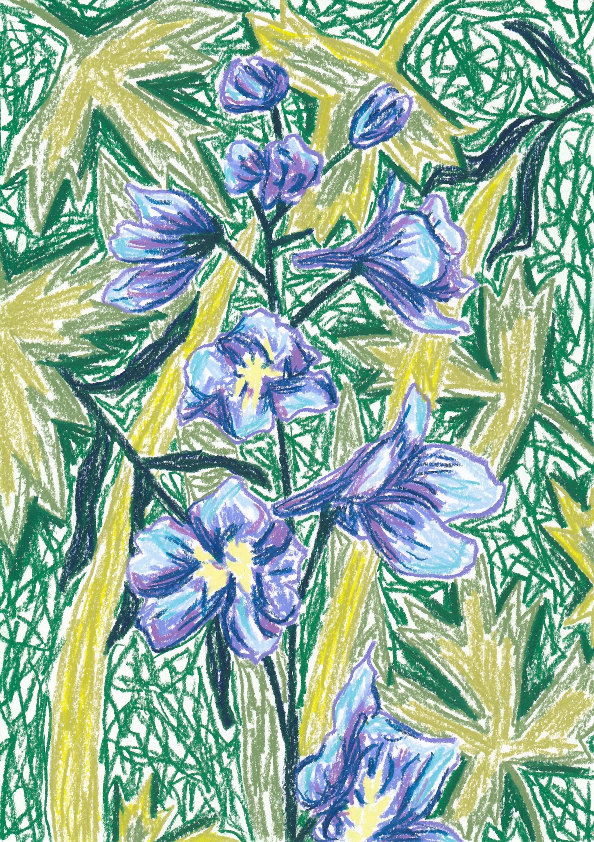 Blue Larkspur