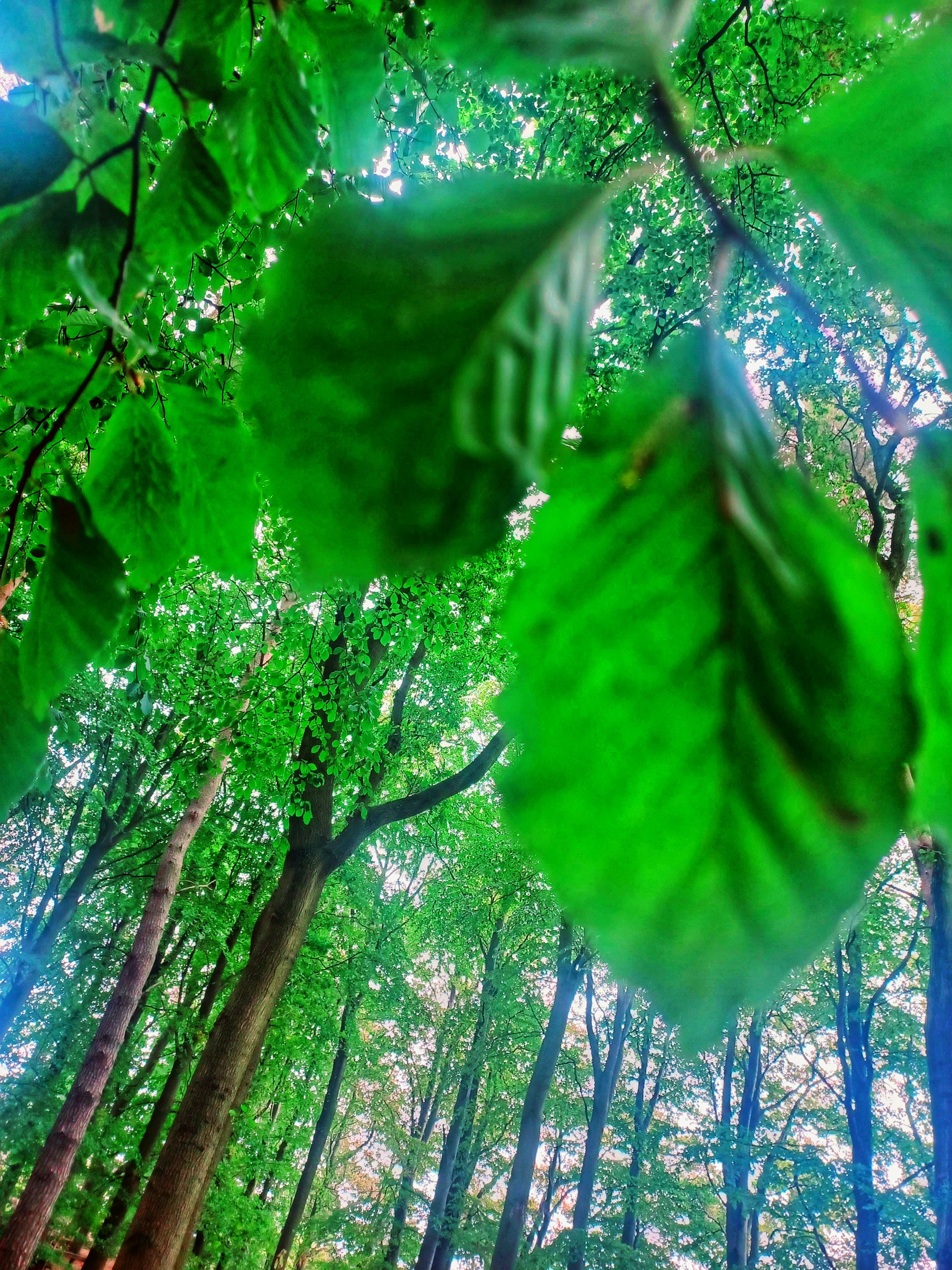 Beech Trees in Woodland
