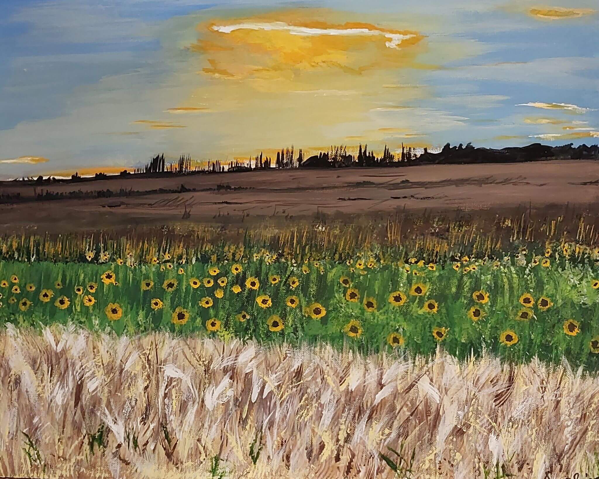 Sunflowers in Harvest