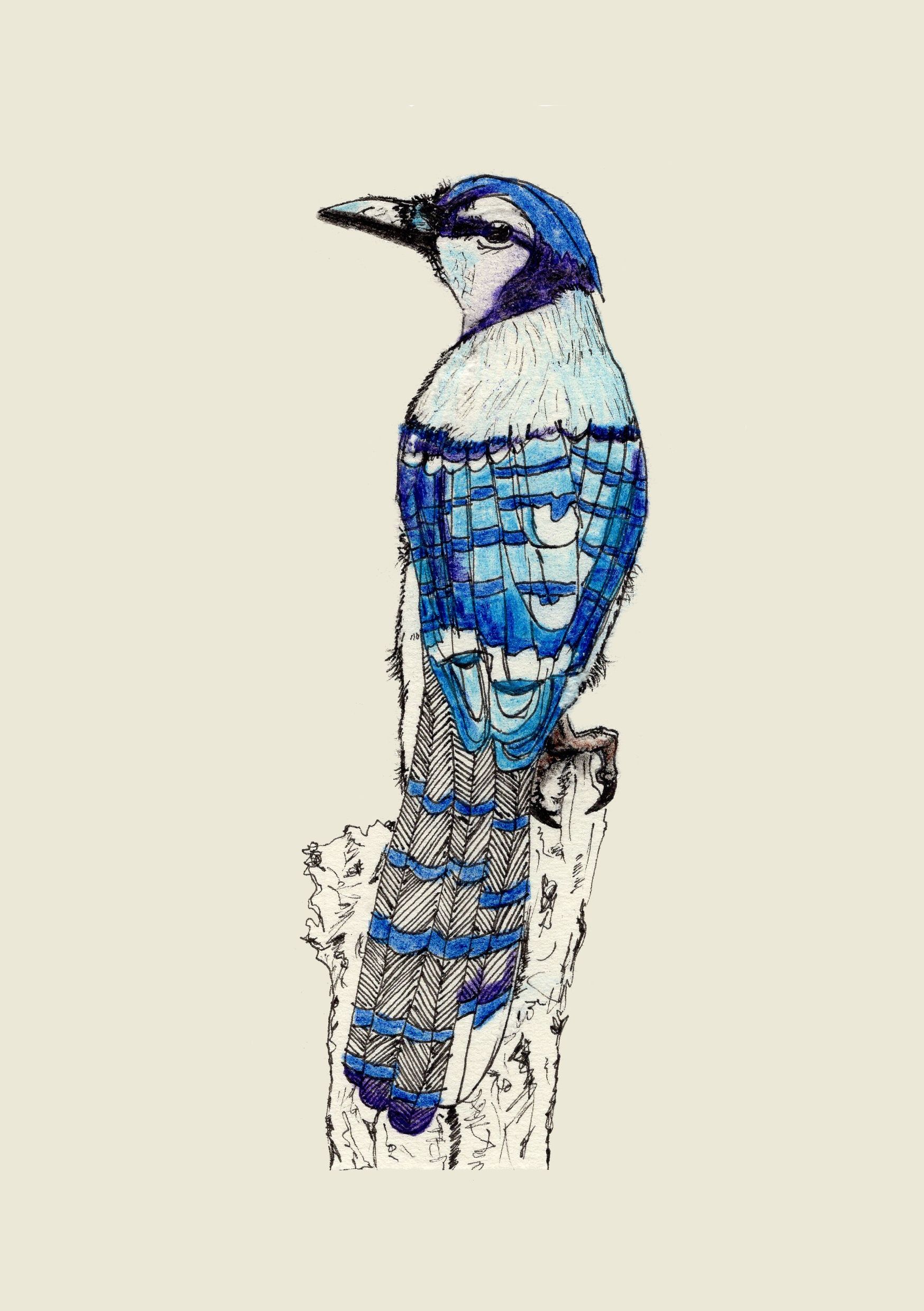 Behind a Blue Jay