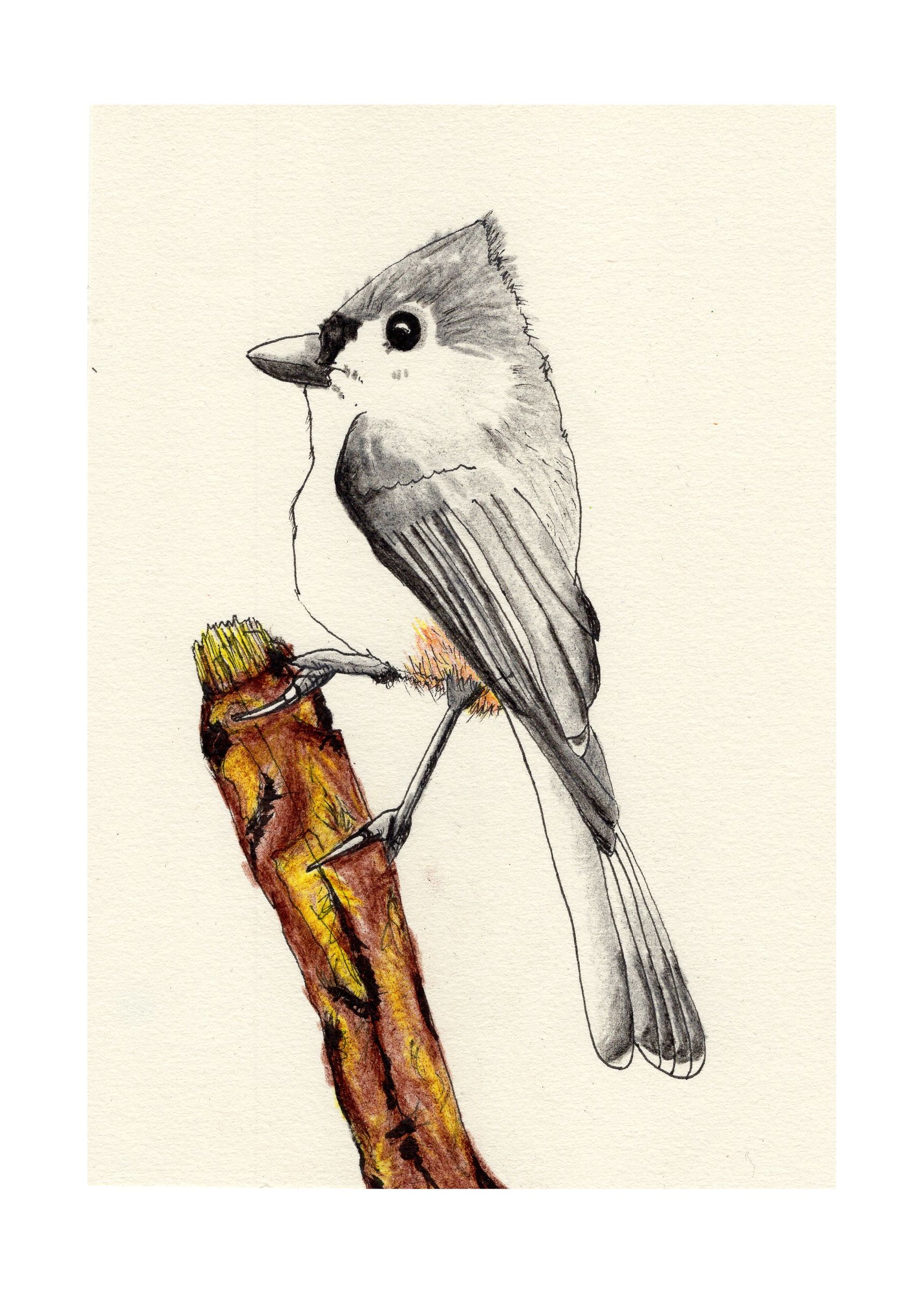 Tufted Titmouse