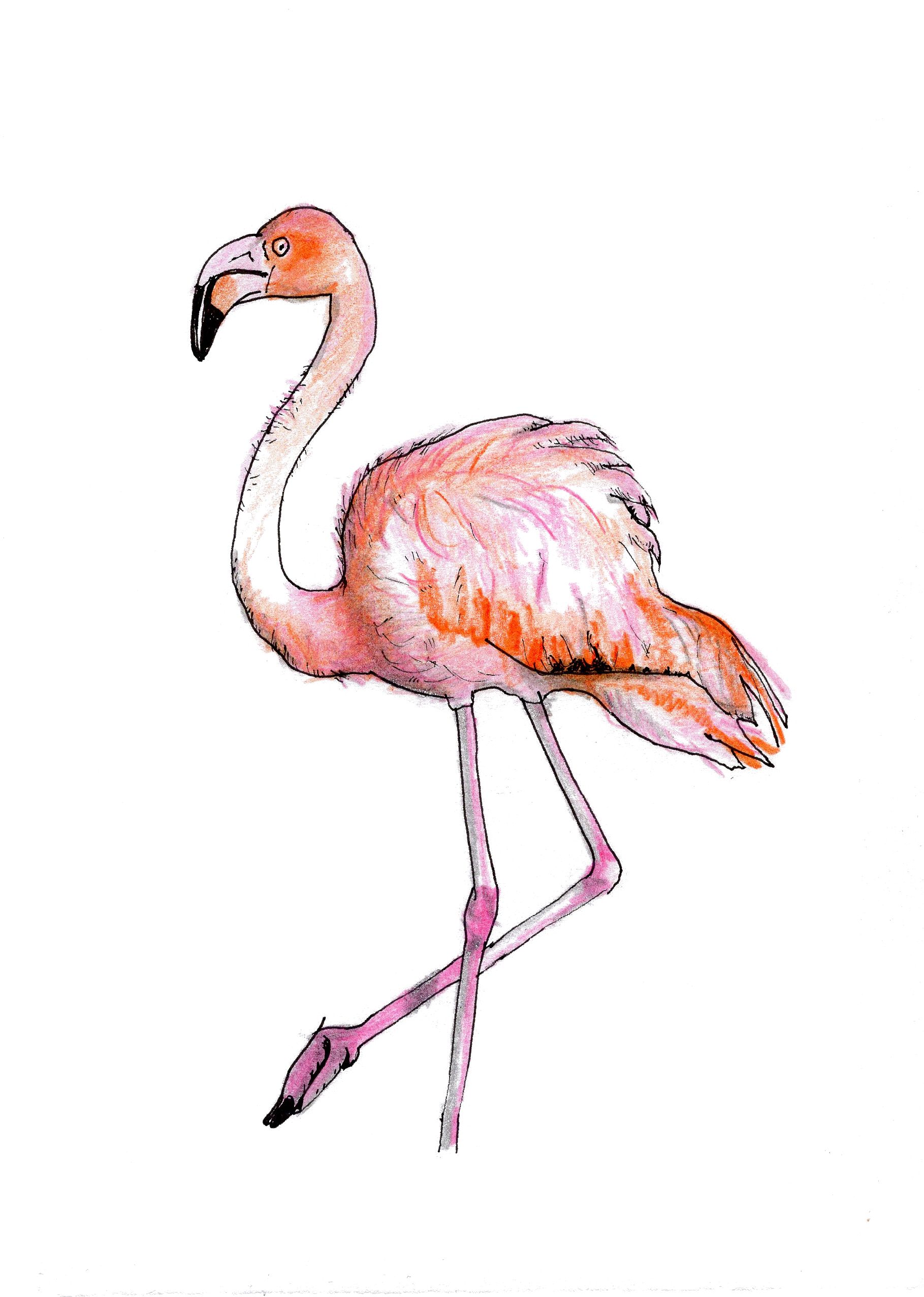 American Flamingo